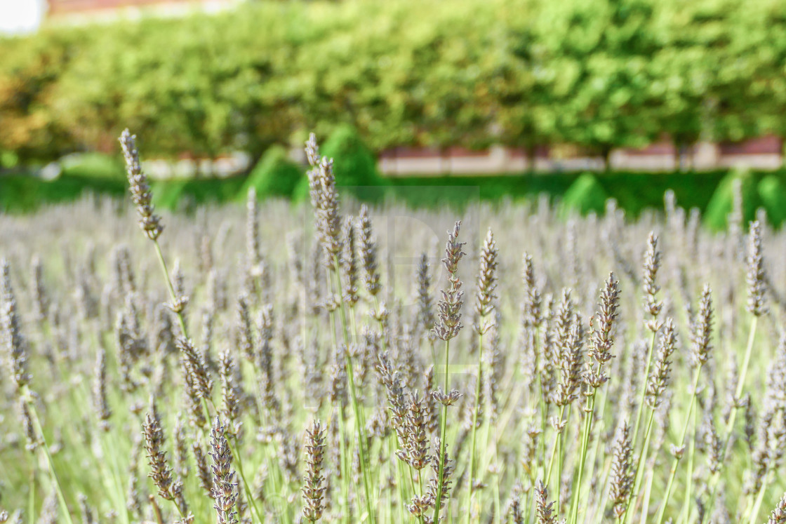 "Lavender fields close to the Thames in Ham" stock image