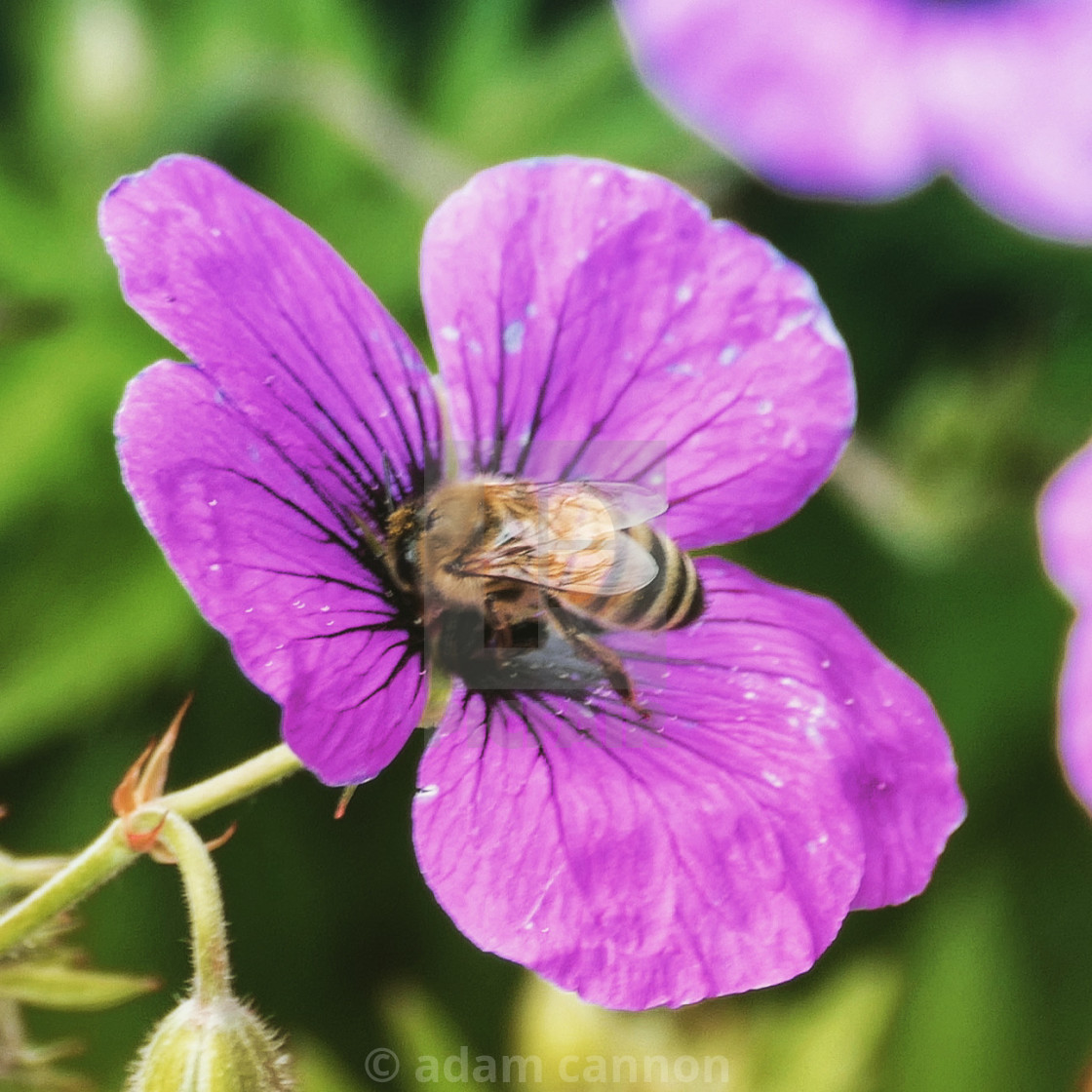 "A bee inside a purple flowers" stock image