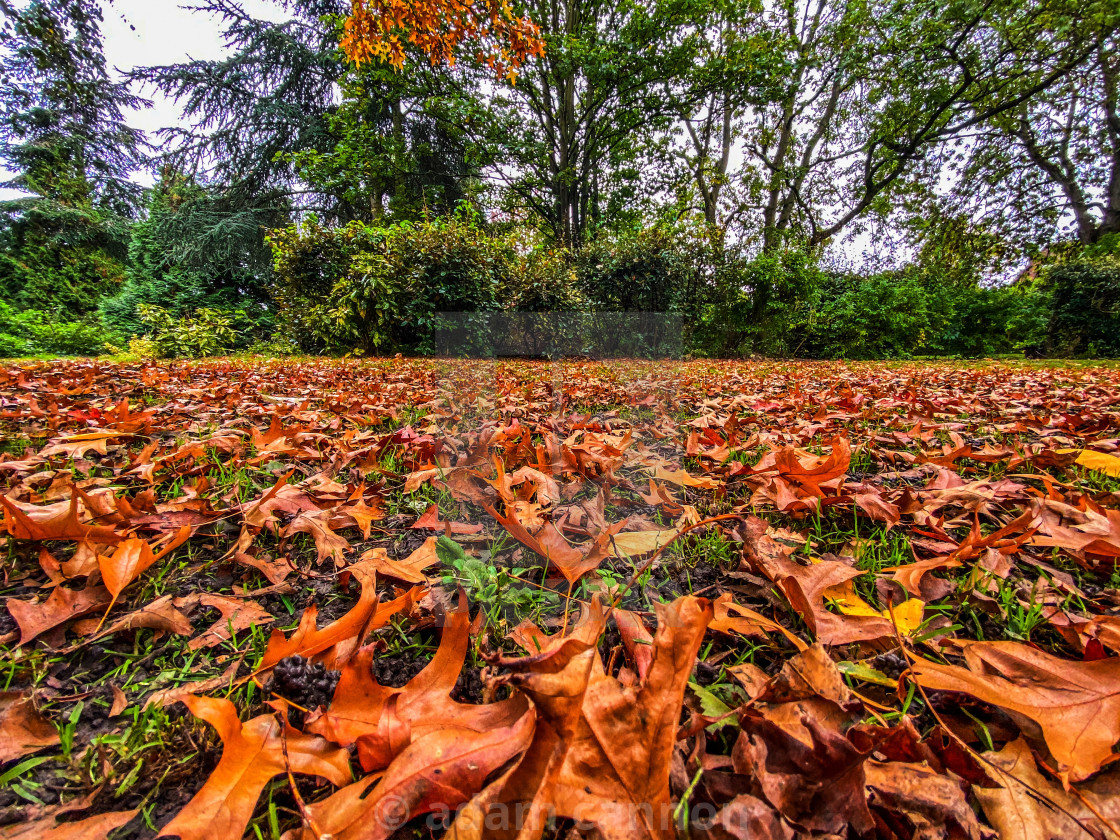 "Autumn leaves on Hampstead Heath" stock image