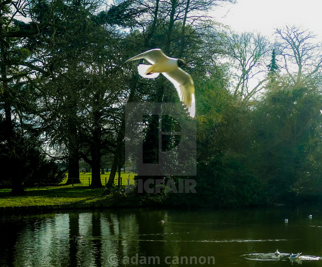 "A bird flying over Osterley Lake" stock image