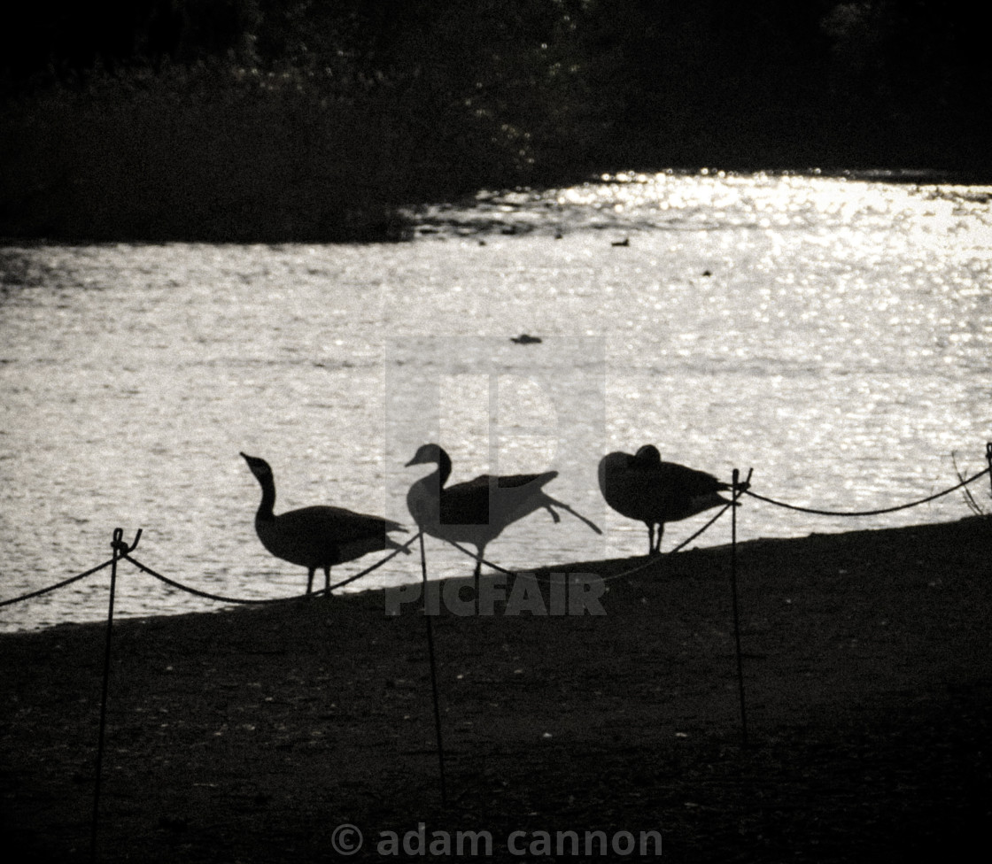 "Three ducks in silhouette together in Osterley lake" stock image