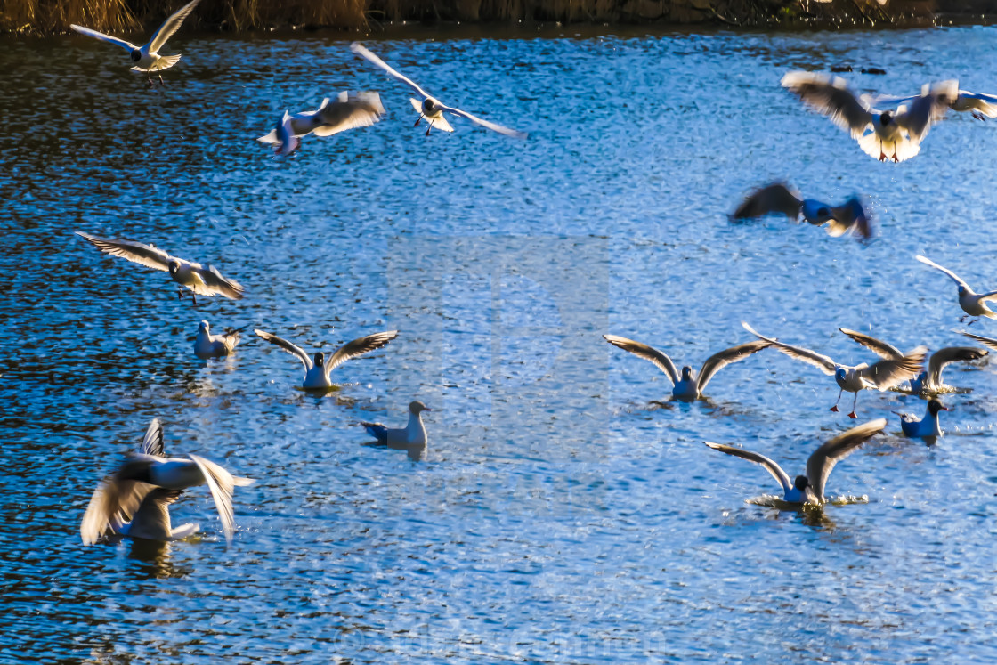 "birds on osterley lake" stock image