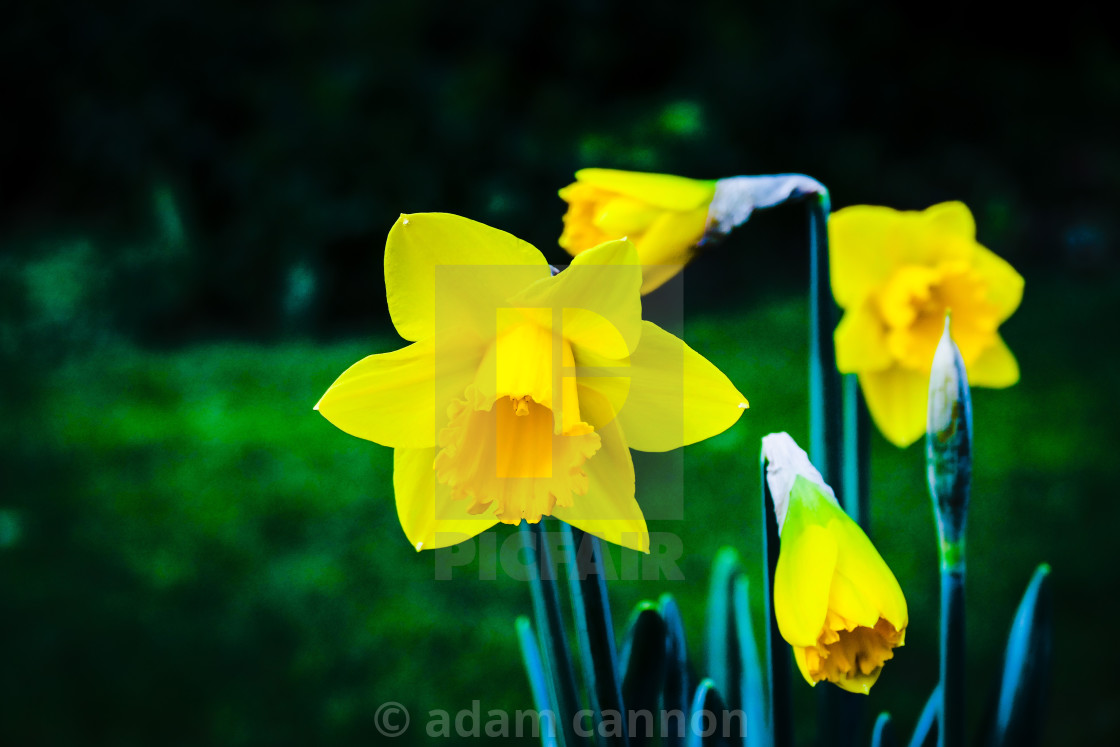 "Spring Daffodils in Osterley Park" stock image