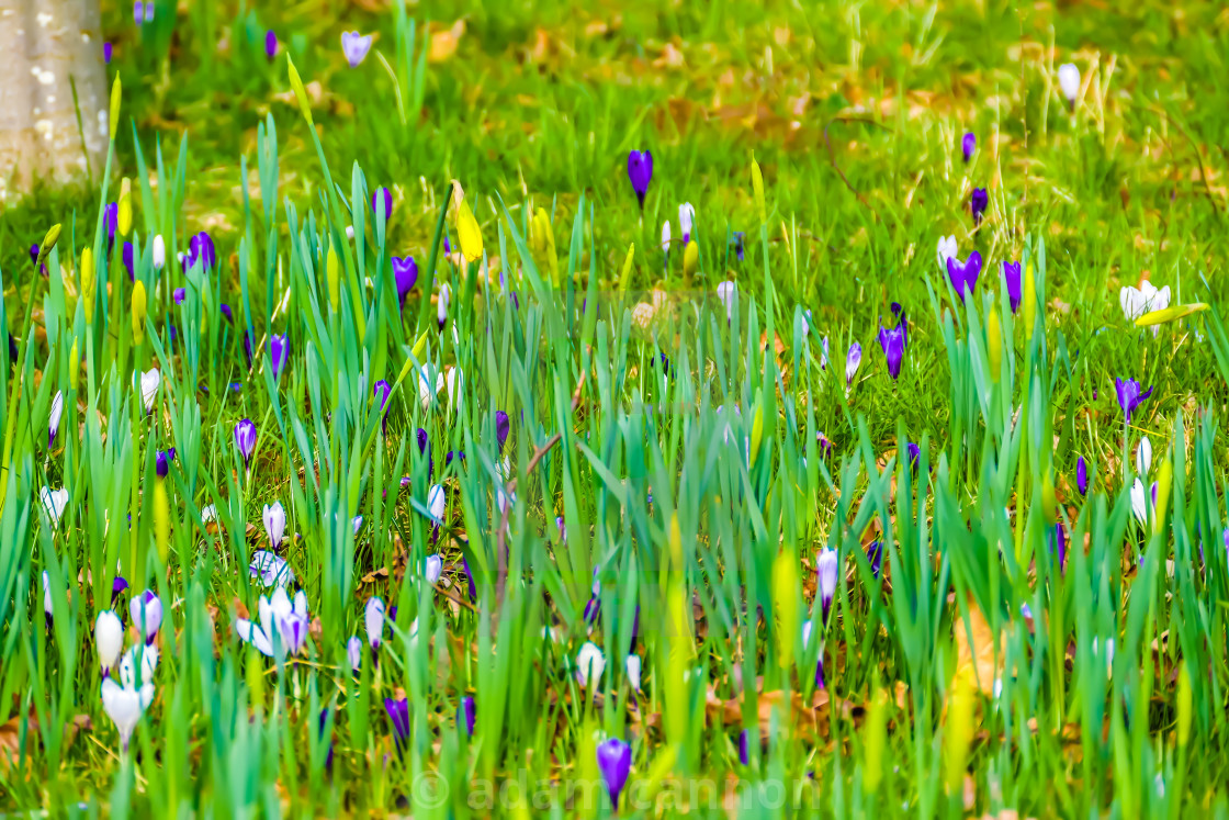 "Wild flowers in osterley park" stock image