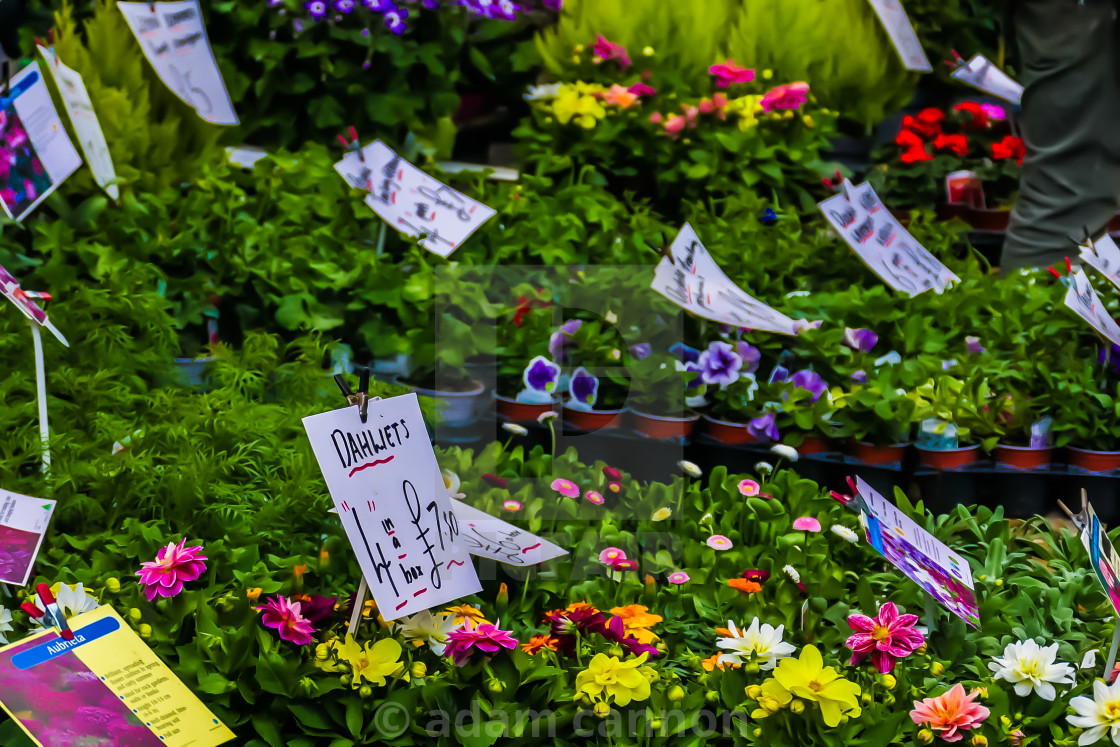 "colours of columbia Road flower market" stock image