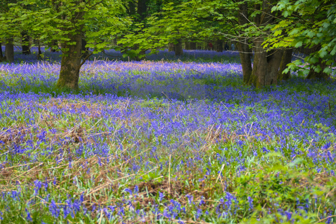 "Bluebells in the Chiltern Hills" stock image