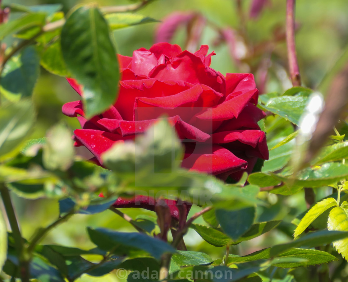 "Red rose in the hedge in the Regents Park Rose gardens" stock image