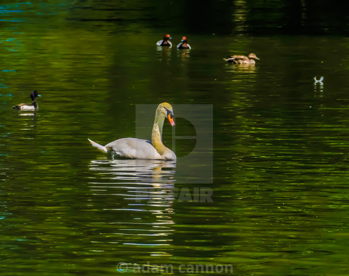 "Swan in the Regents park lake" stock image