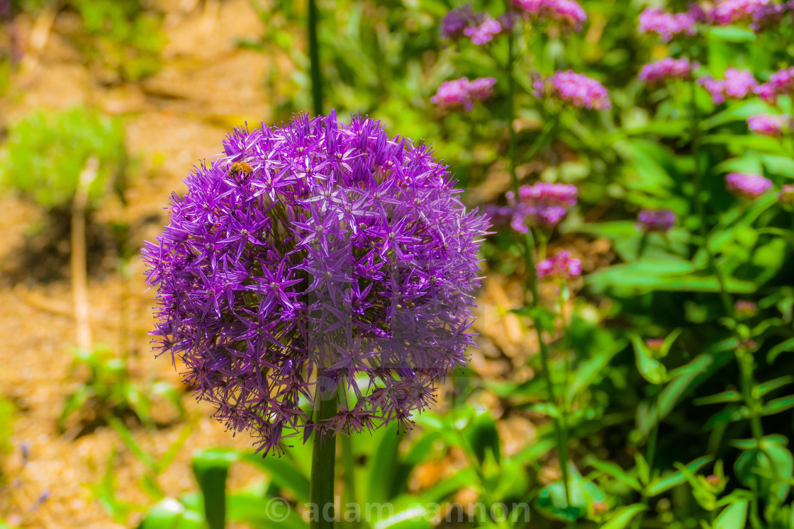 "purple allium sensation" stock image