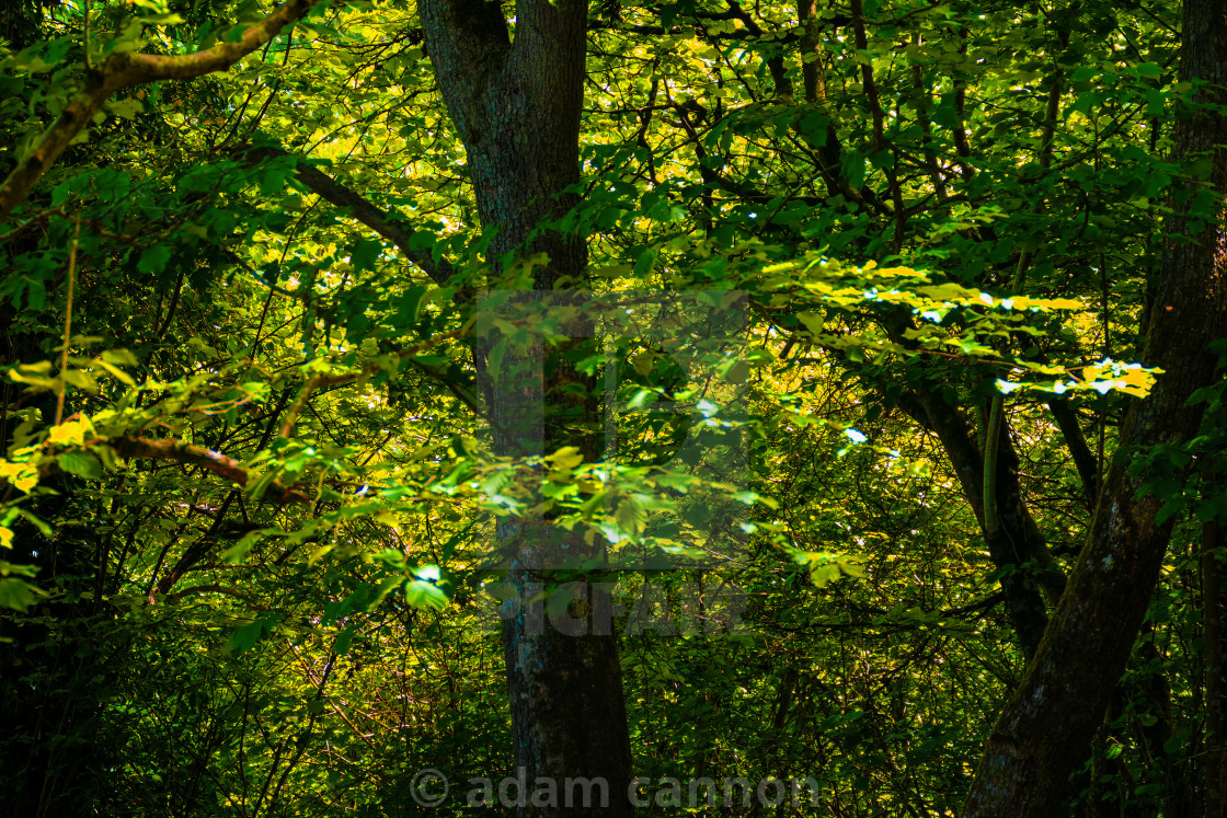 "Trees in the Southdowns" stock image