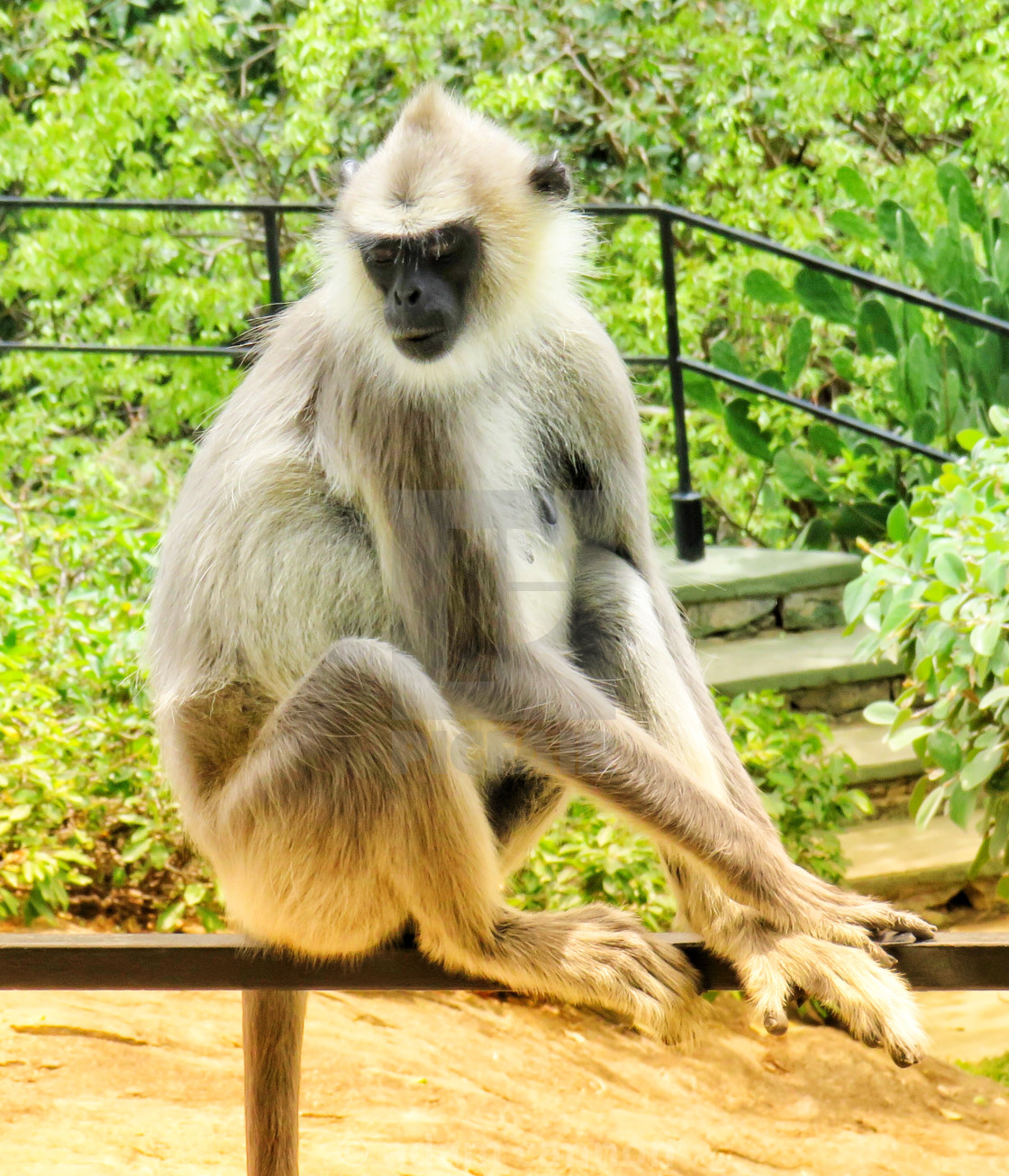 "A monkey in Dambulla, Sri Lanka" stock image