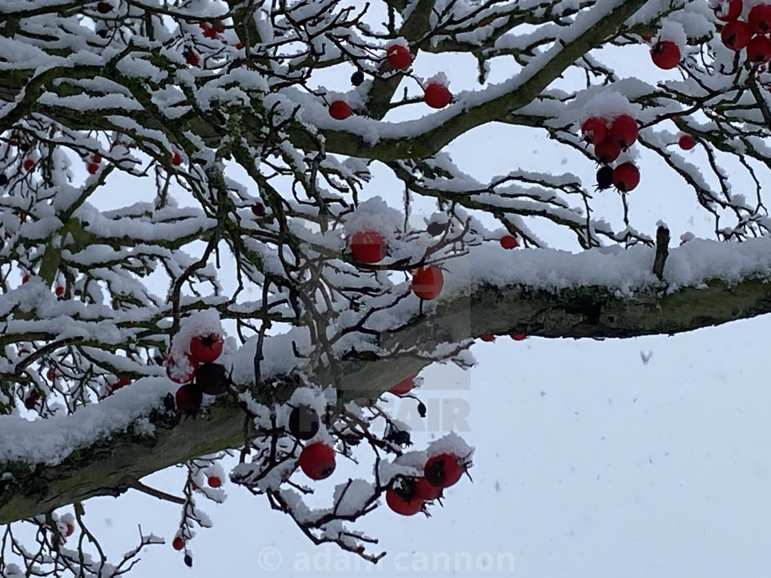 "colour contrast berries on a snowy tree" stock image