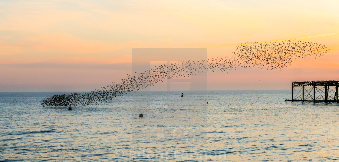 "Starling Murmurations heading towards the pier" stock image