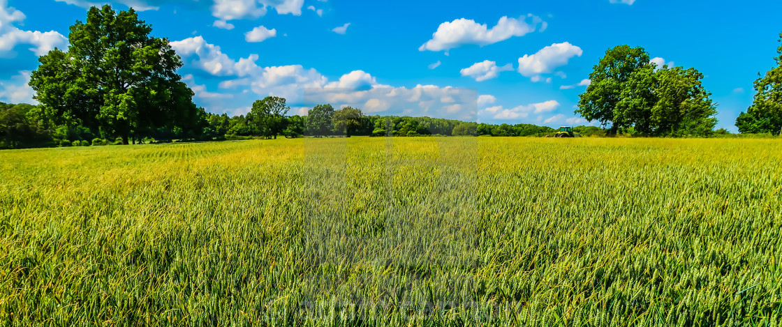 "Fields of wheat in the Chilterns" stock image