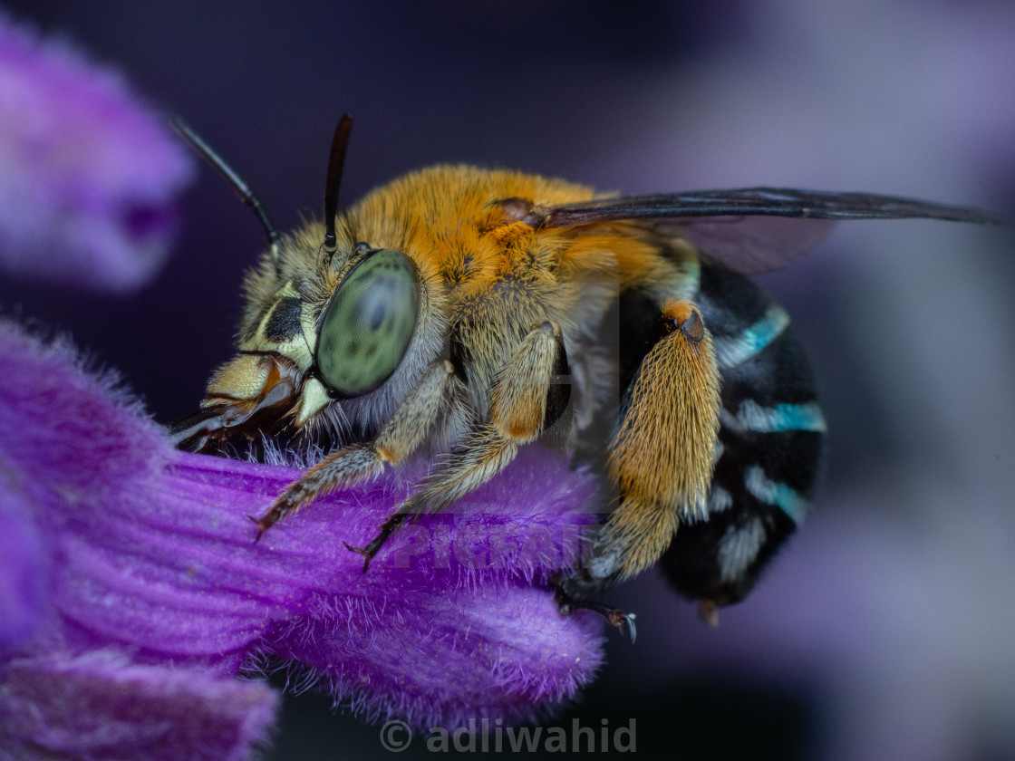 "Blue Banded Bee (Amegilla sp.) & Purple Salvia" stock image