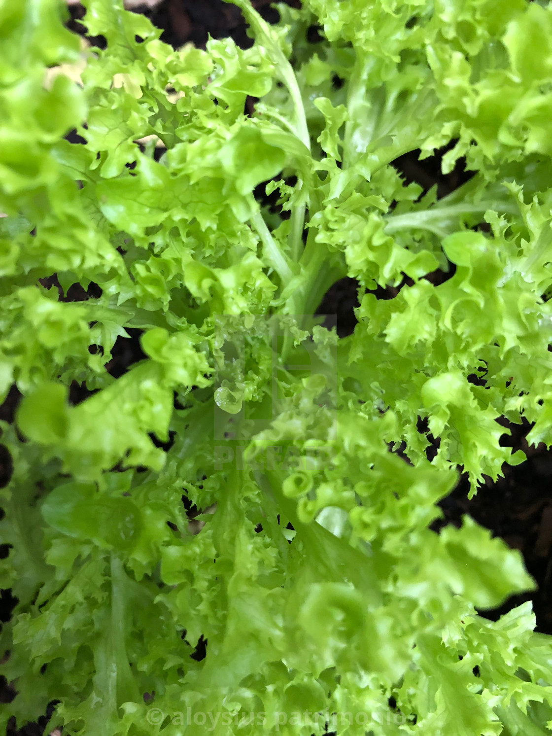 Photo Of Green Curled Endive Lettuce License Download Or Print