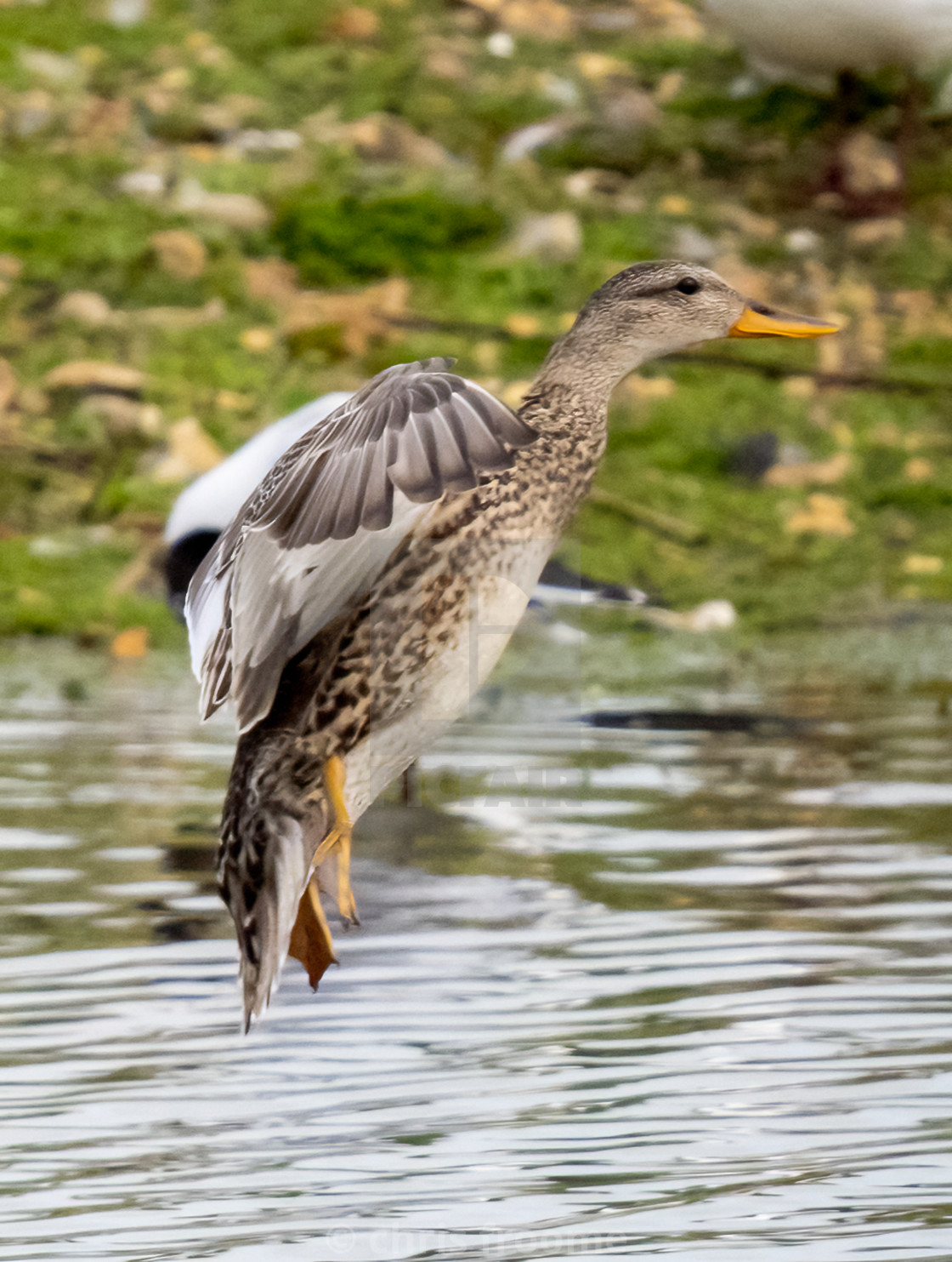 "Landing" stock image