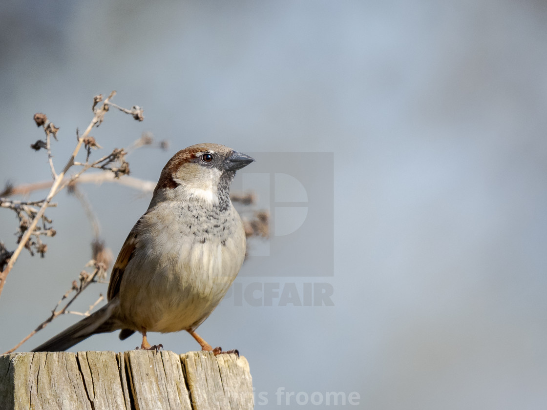 "cock sparrow" stock image