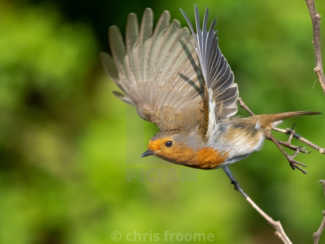 "Robin take off" stock image