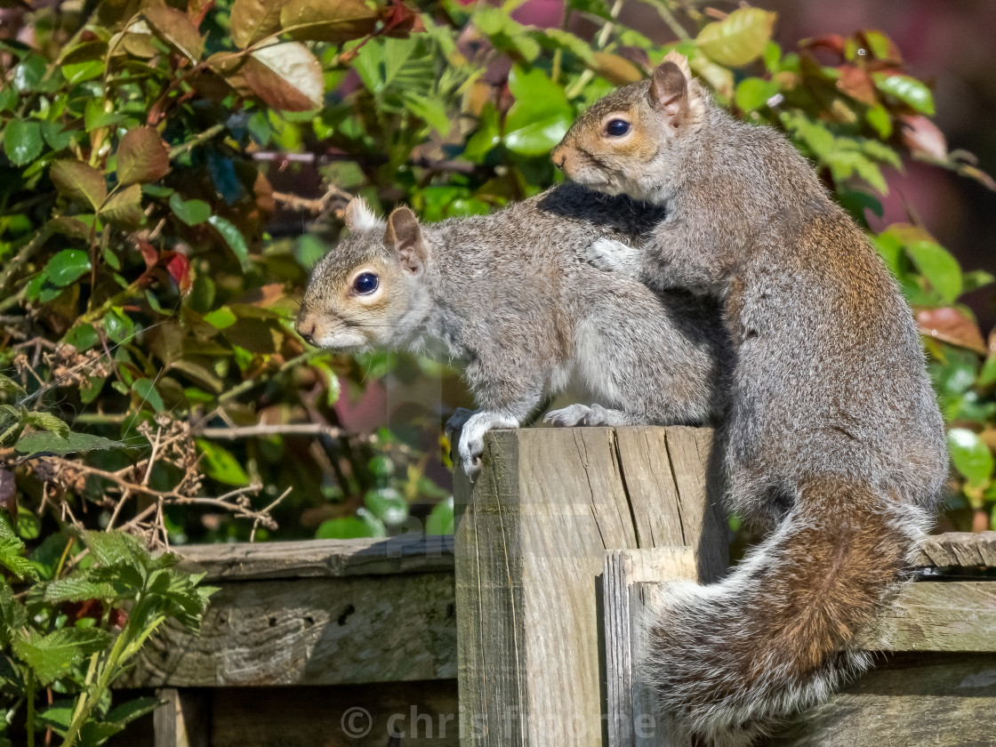 "Two Squirrels" stock image