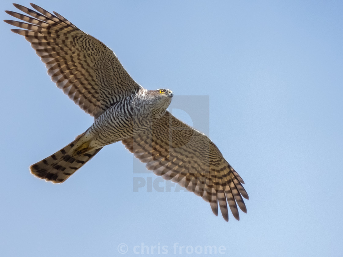 "Hunting sparrowhawk" stock image