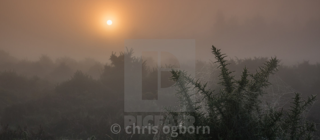 "cobwebs at sunrise" stock image