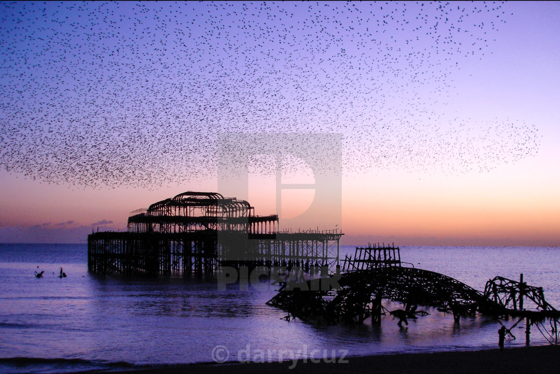 "A murmeration of starlings above the wreck of the West Pier in Brighton, UK." by darrylcuz - £6.20 "A murmeration of starlings above the wreck of the West Pier in Brighton, UK." stock image