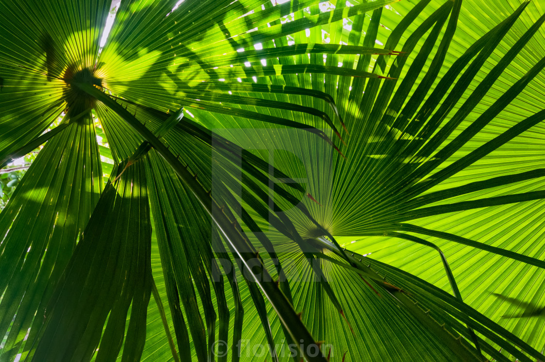 "Palm light II, Phang Nga, Thailand" stock image