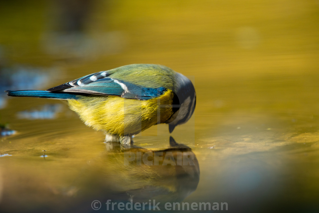 "Blue tit bird in water well" stock image