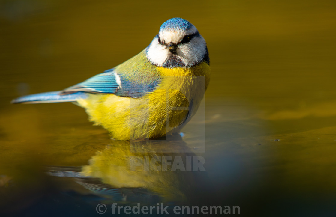 "Blue Tit in water well" stock image