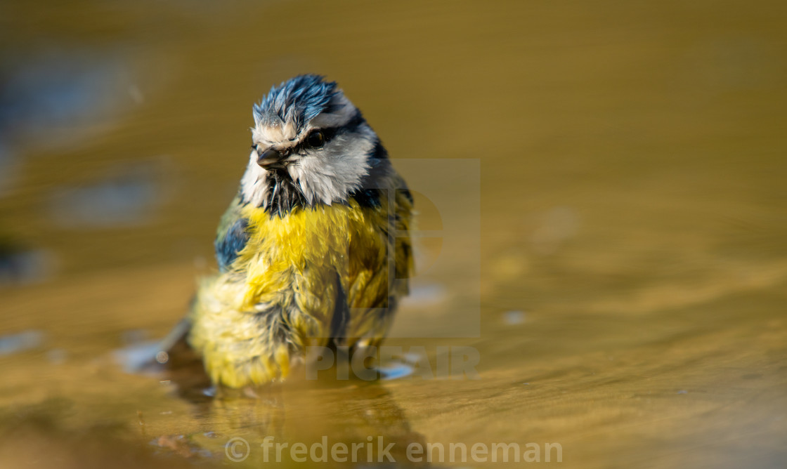 "Blue Tit bird in wet feather suit" stock image