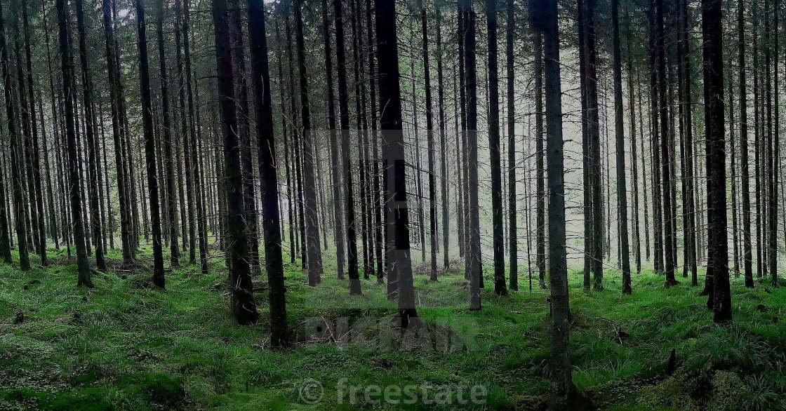 "magic forest" by freestate - $4.55 "magic forest" stock image