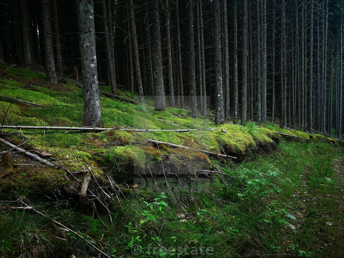 "magic forest" by freestate - $4.55 "magic forest" stock image