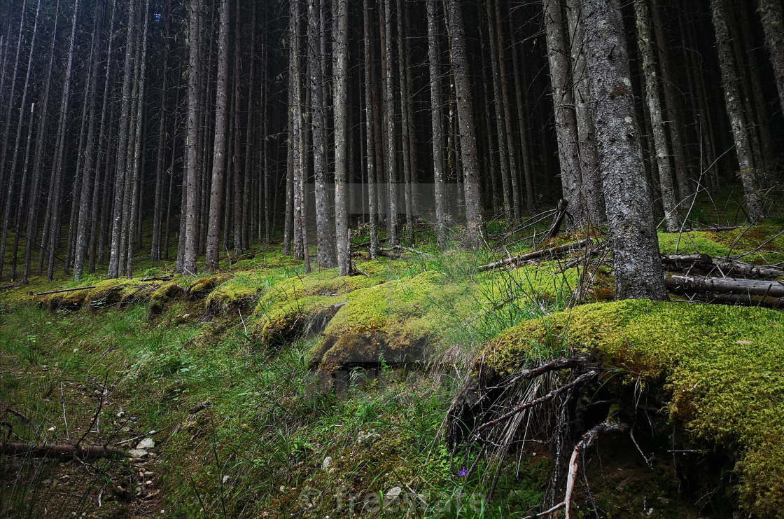 "magic forest" by freestate - $4.55 "magic forest" stock image