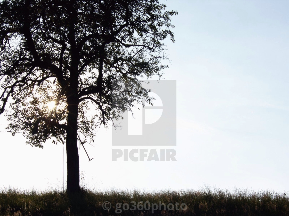 "tree" stock image