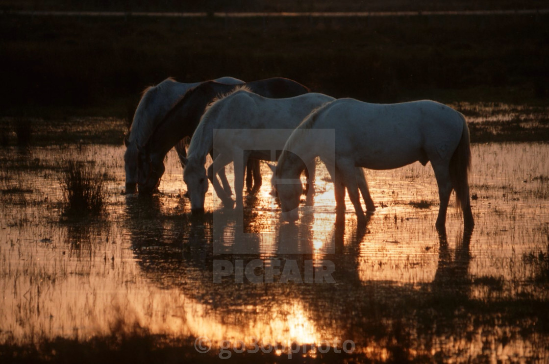 "Horses" stock image