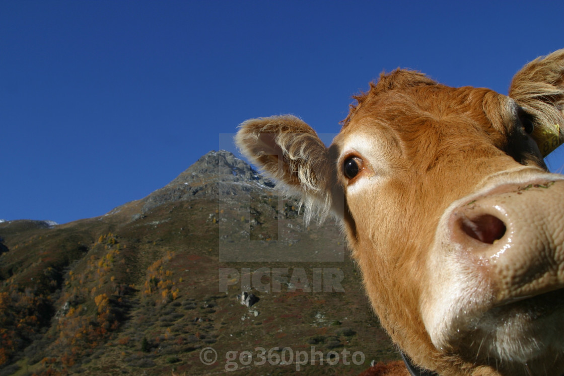 "cow" stock image