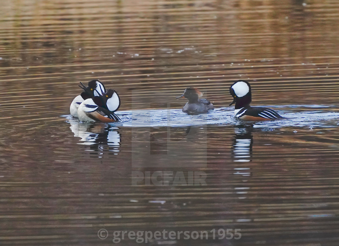 "Hooded Mergansers" by - $8.87 "Hooded Mergansers" stock image