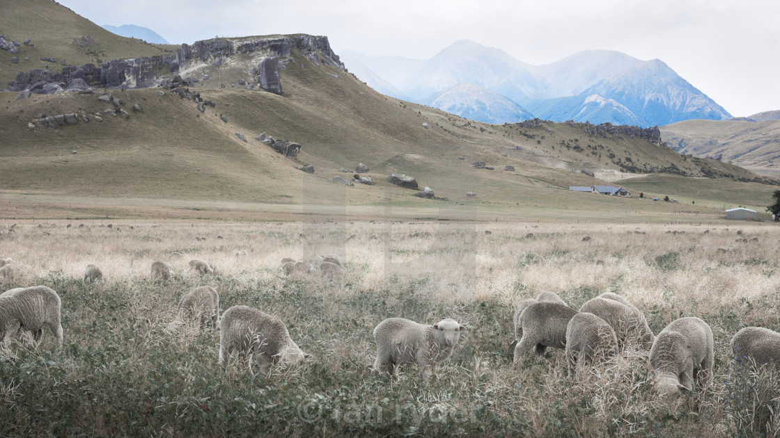 Merino Sheep Grazing Near Castle Hill New Zealand License Download Or Print For 31 00 Photos Picfair