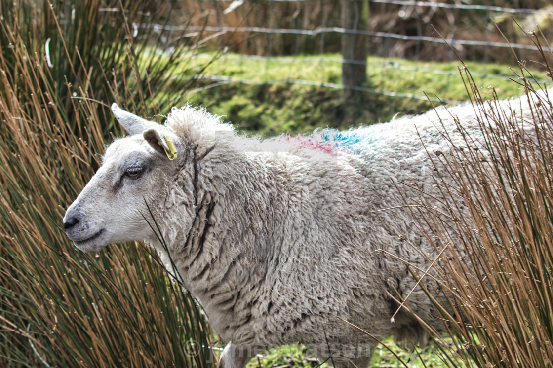 "sheep brush" stock image