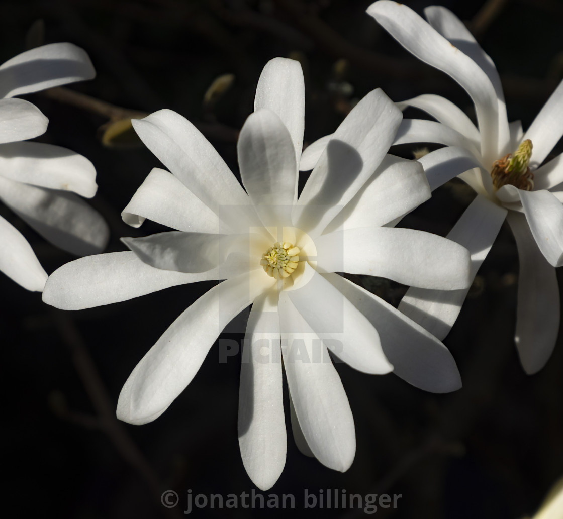 "Magnolia stellata" stock image