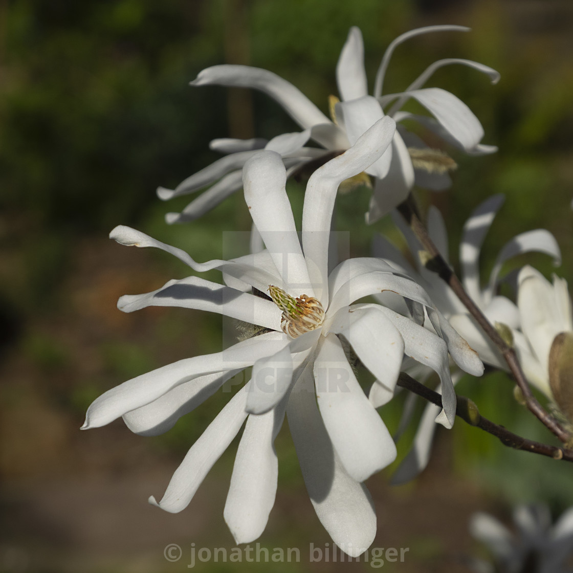 "Magnolia stellata" stock image