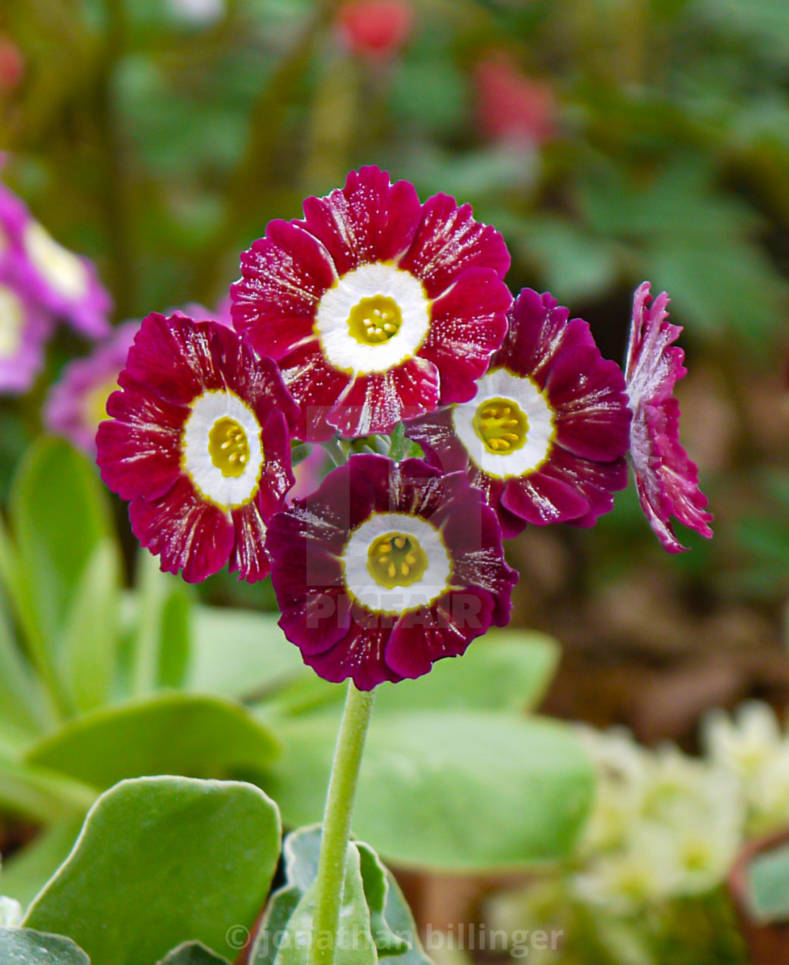 "Primula auricula 'St Clements'" stock image