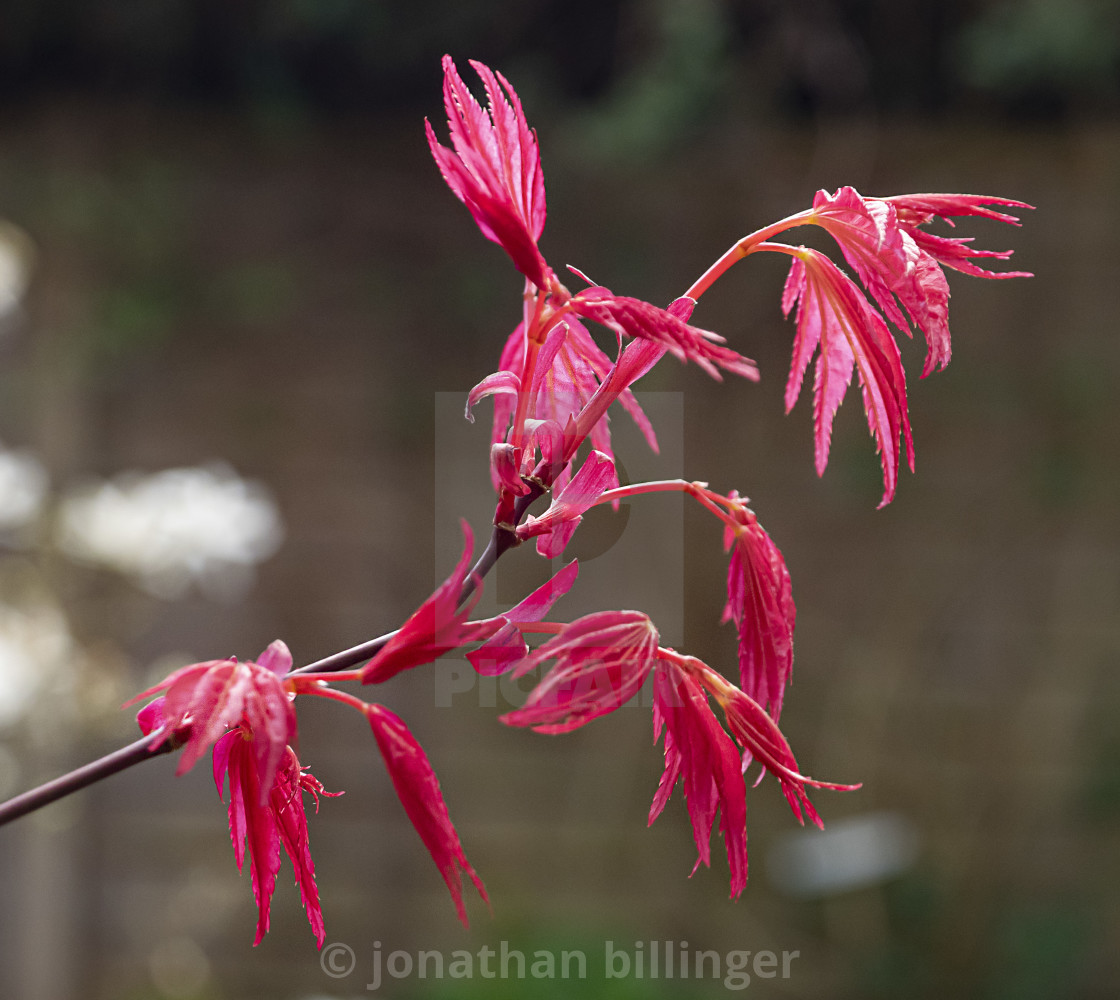 "Acer palmatum 'Corallinum'" stock image