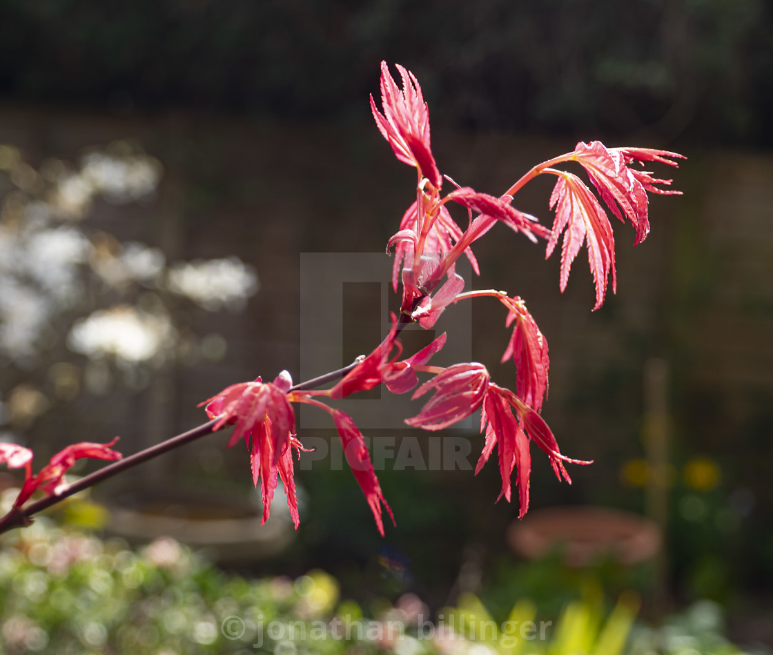 "Acer palmatum 'Corallinum' - backlit" stock image