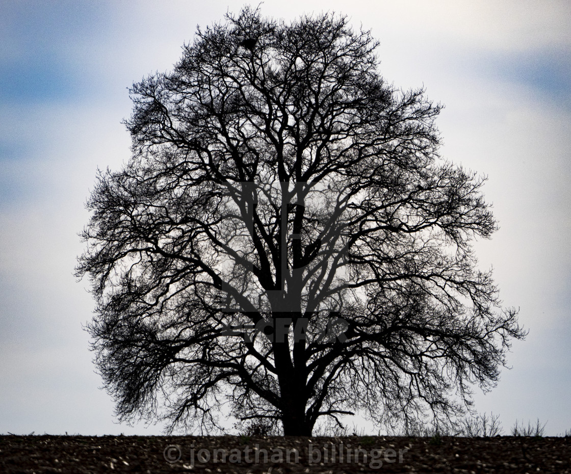 "Oak Tree in Late Winter, 1" stock image