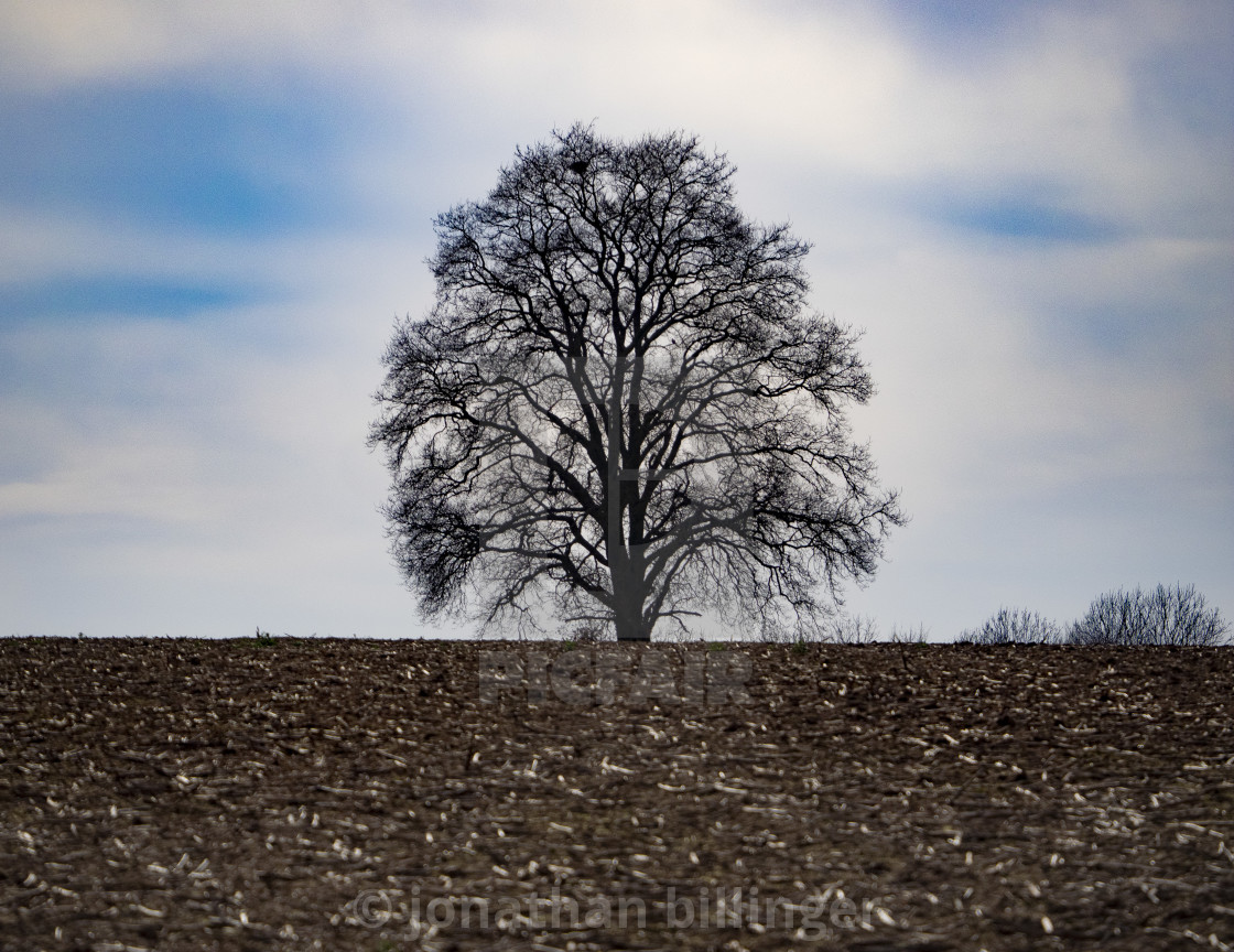 "Oak Tree in Late Winter, 2" stock image