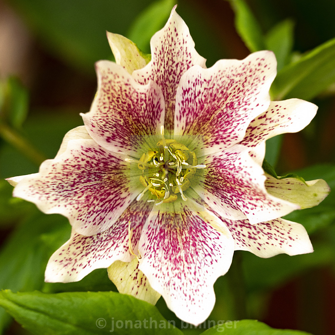 "Helleborus orientalis, Double Hellebore" stock image