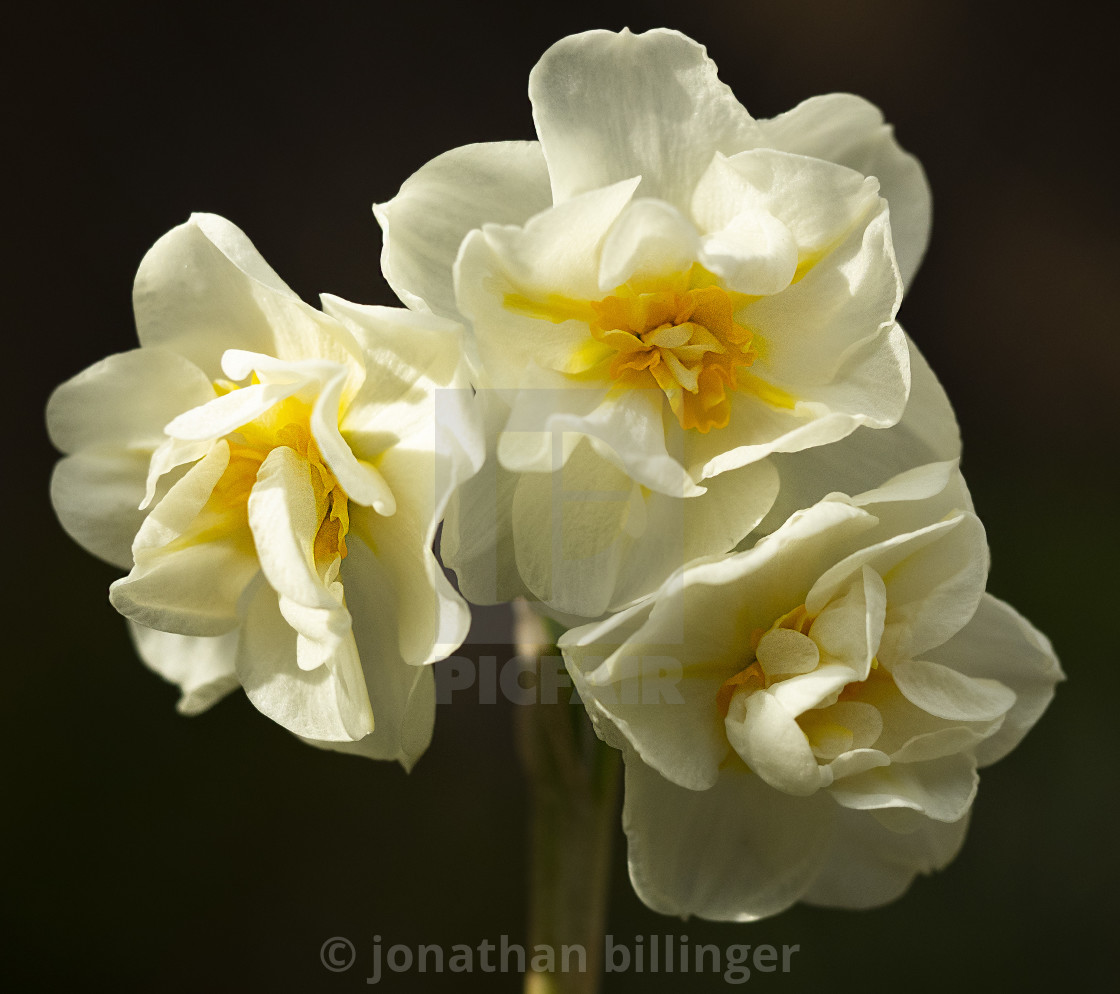 "Narcissus 'Sir Winston Churchill'" stock image