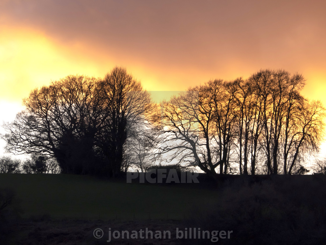 "Trees on a Winter Skyline" stock image